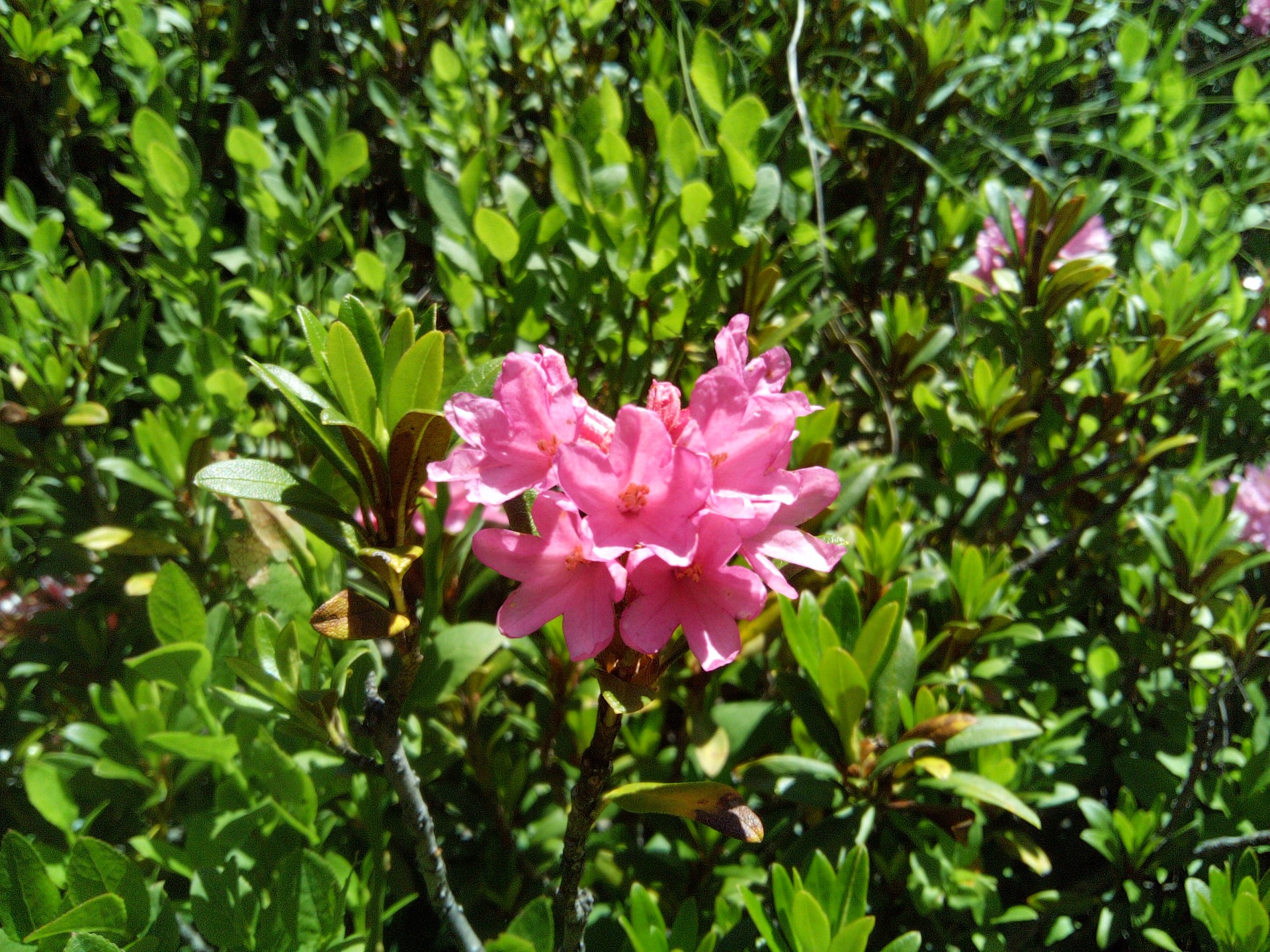 rhododendron
